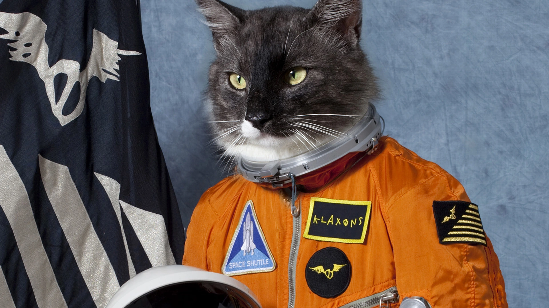 A cat who is an astronaut